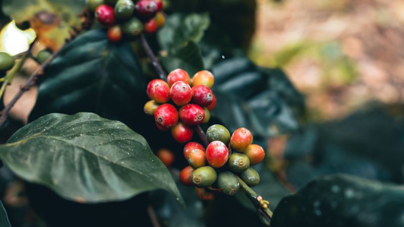 Giá cà phê thế giới Giá cà phê thế giới