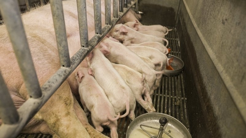 Tình hình thị trường và yếu tố ảnh hưởng