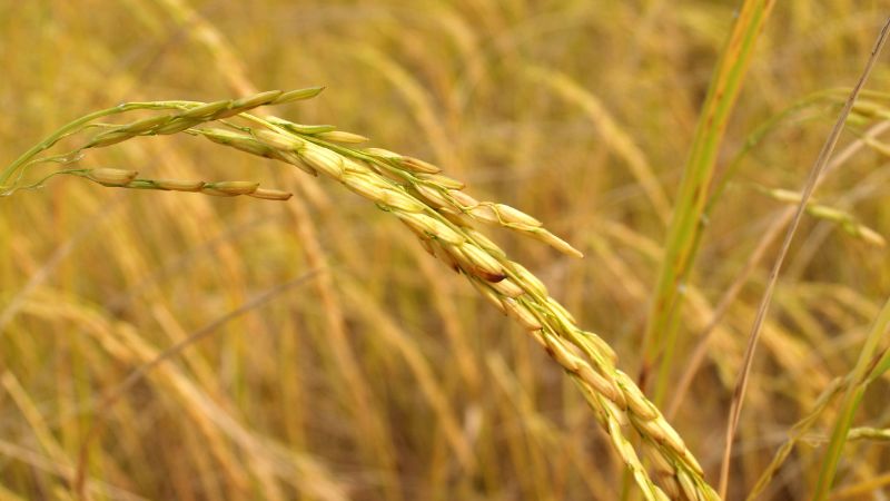 Giá gạo xuất khẩu