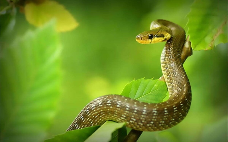 Tuổi Đinh Tỵ (1977 – mệnh Thổ)