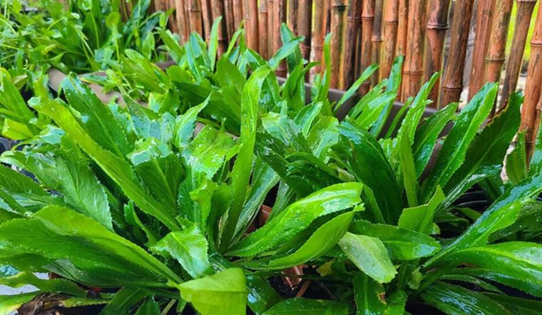 Tất tần tật công dụng của cây ngò gai đối với sức khỏe