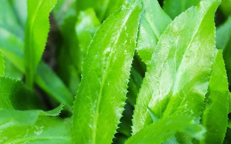 Uống nước ngò gai có tác dụng gì?