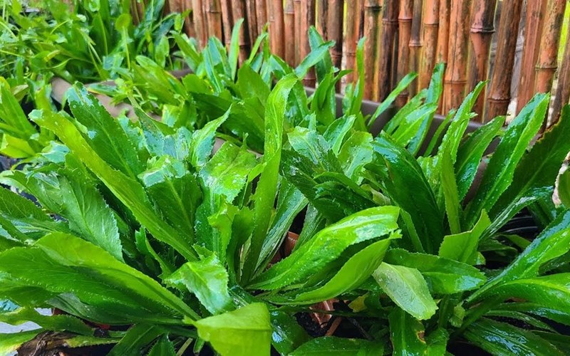 Cách nấu nước ngò gai