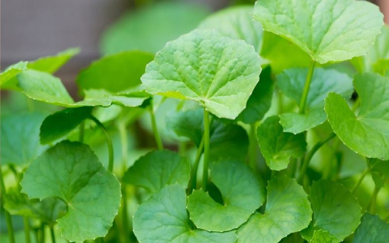 Đặc điểm rau má