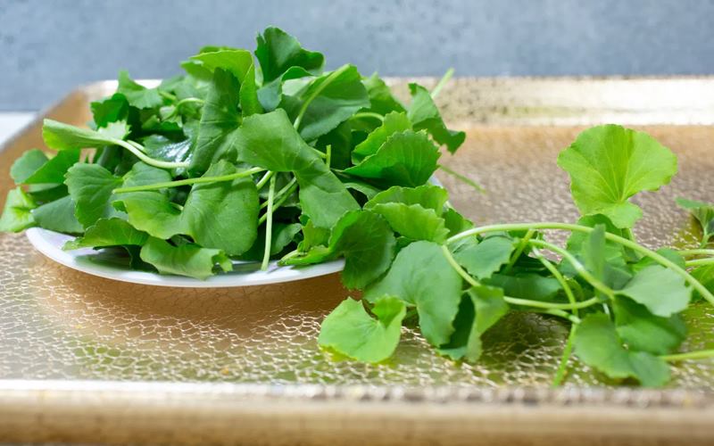 Uống rau má có thể hỗ trợ điều trị mụn