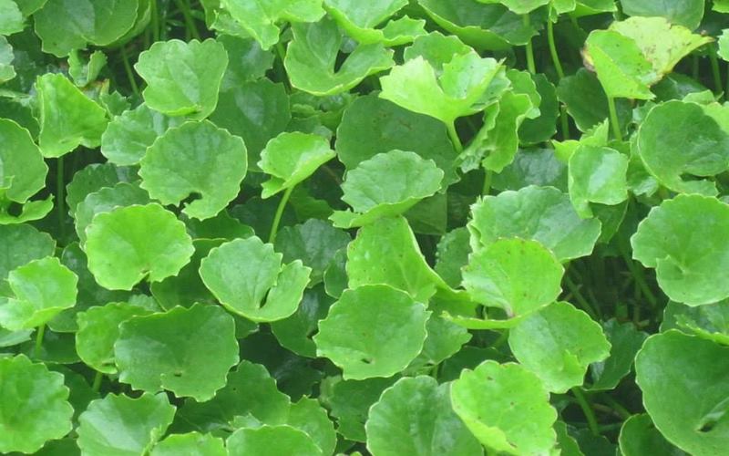 Tác dụng của rau má