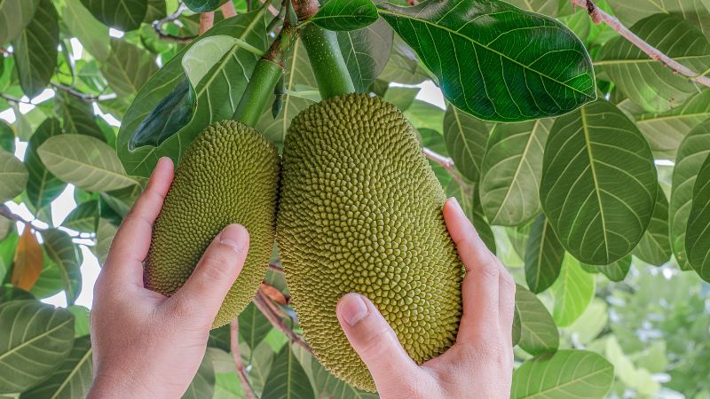 Vì sao mưa càng nhiều mít càng bị xơ đen? Vì sao mưa càng nhiều mít càng bị xơ đen?