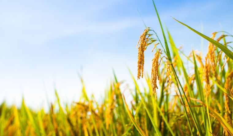 Giá lúa gạo hôm nay 09/5/2025: Gạo nguyên liệu xuất khẩu tăng nhẹ