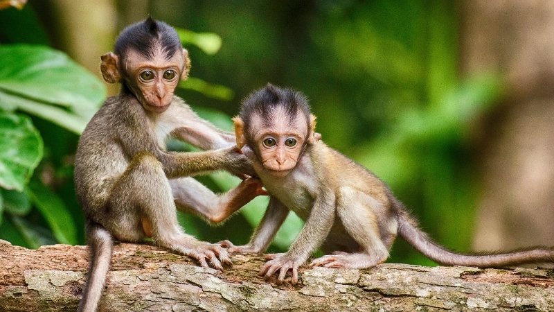 Tử vi tuổi Thân ngày 10/05/2025
