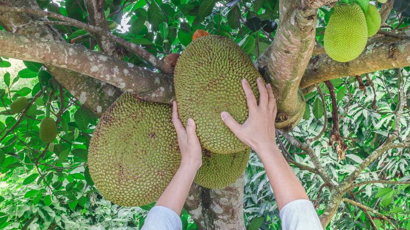Có nên trồng cây mít mô đôi? Có nên trồng cây mít mô đôi?