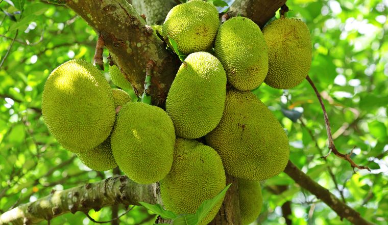 Giá mít Thái hôm nay 10/5/2025: Vẫn duy trì ổn định