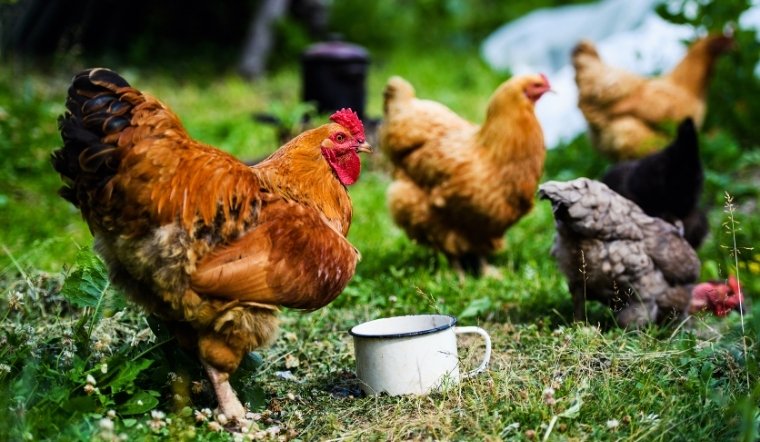 Giá gia cầm hôm nay 10/05/2025: Tạm không biến đổi