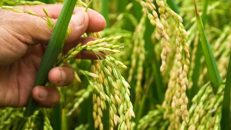 Giá lúa gạo trong nước hôm nay 10/5/2025