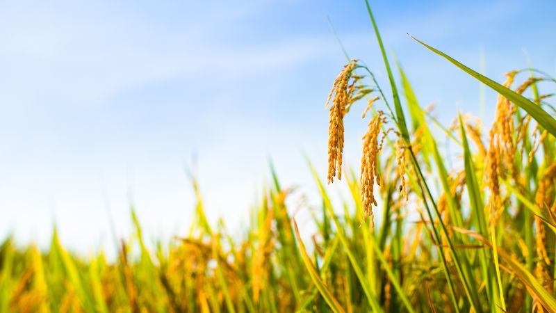 Giá gạo xuất khẩu