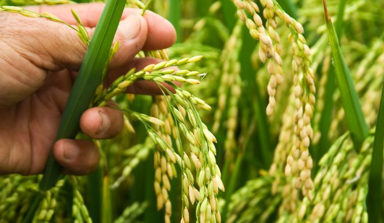 Giá lúa gạo hôm nay 10/5/2025: Lúa tươi chững giá
