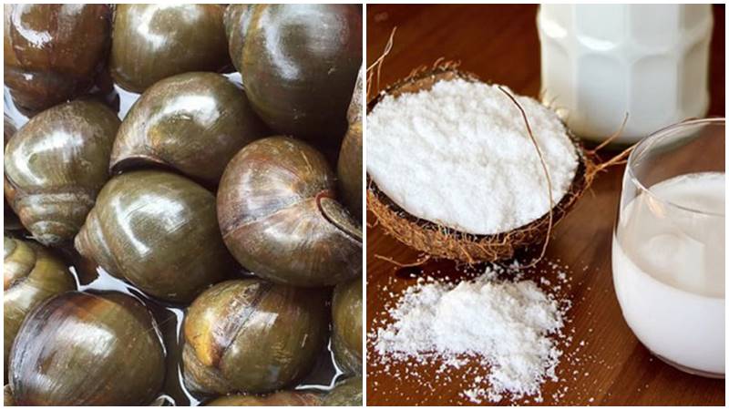 Nguyên liệu làm món ốc mít nấu mắm cốt dừa