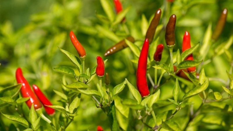 Tình hình thị trường và yếu tố ảnh hưởng