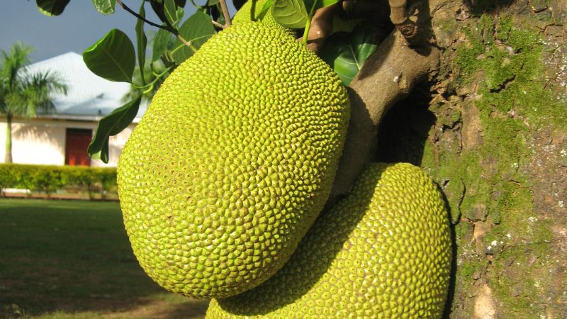 Cách khắc phục trái mít nám da vào mùa mưa Cách khắc phục trái mít nám da vào mùa mưa
