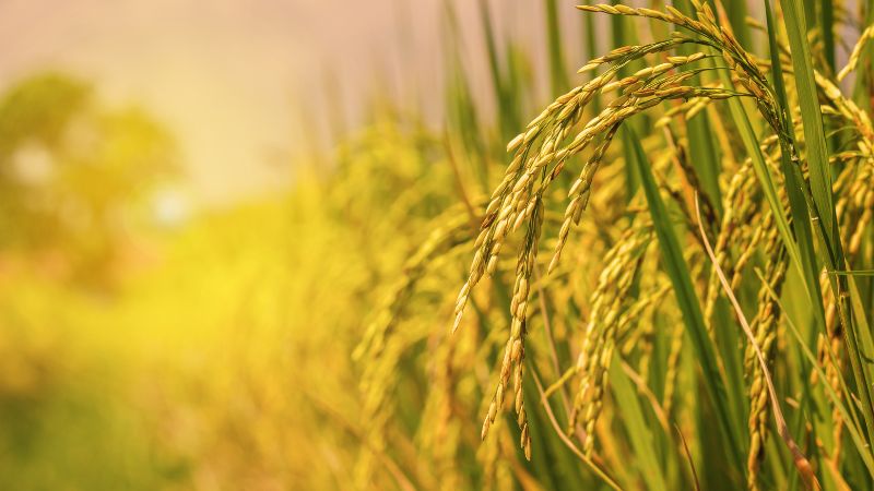 Giá lúa gạo trong nước hôm nay 12/5/2025