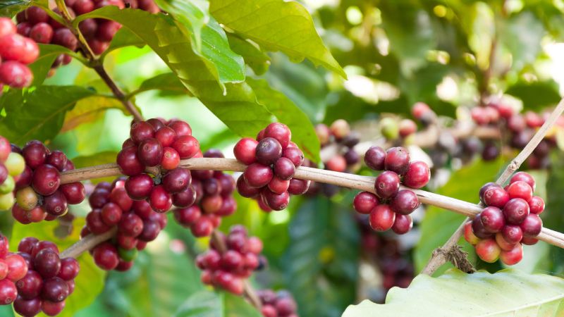 Giá cà phê trong nước hôm nay 12/5/2025 Giá cà phê trong nước hôm nay 12/5/2025