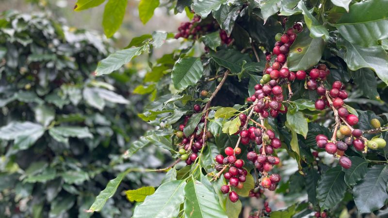 Giá cà phê thế giới Giá cà phê thế giới