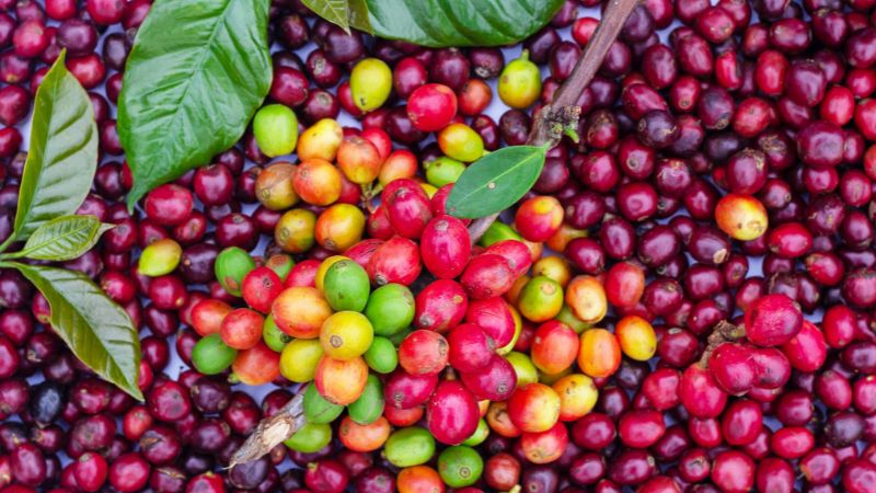 Nhận định về xu hướng giá cà phê trong thời gian tới Nhận định về xu hướng giá cà phê trong thời gian tới