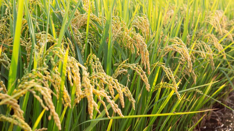 Giá lúa gạo trong nước hôm nay 13/5/2025