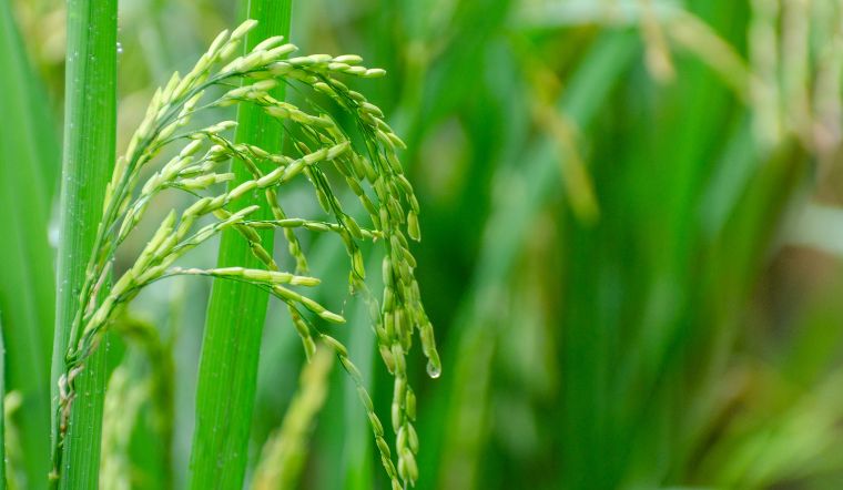 Giá lúa gạo hôm nay 13/5/2025: Lúa tươi giảm mạnh