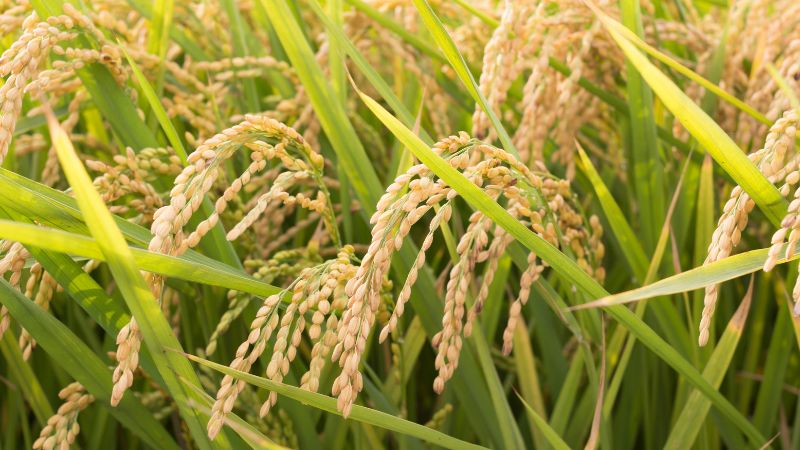 Giá gạo xuất khẩu