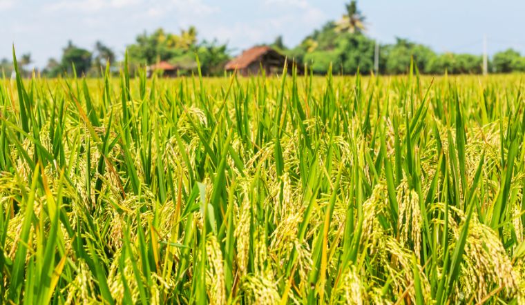 Giá lúa gạo hôm nay 14/5/2025: Nhiều biến động