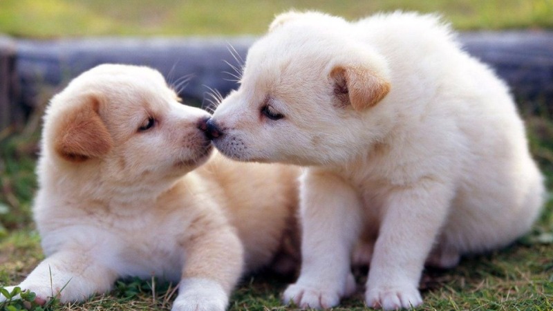 Tử vi tuổi Tuất ngày 15/05/2025 Tử vi tuổi Tuất ngày 15/05/2025