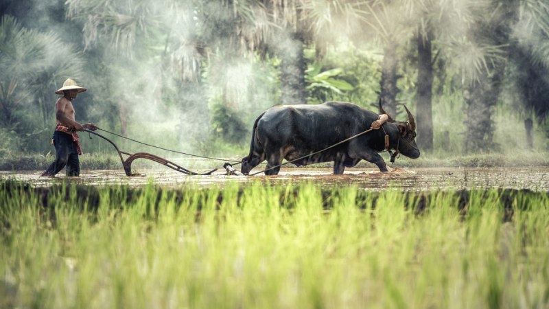 Tử vi tuổi Sửu ngày 16/05/2025