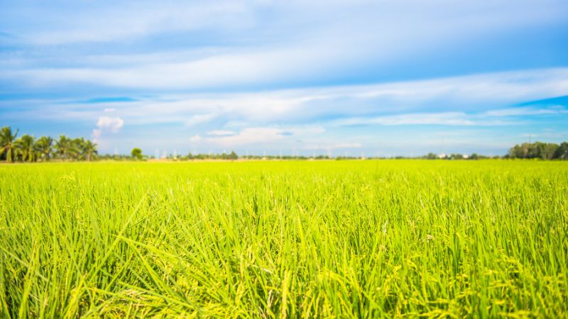 Giá gạo xuất khẩu