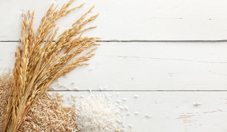 Giá lúa gạo hôm nay 16/5/2025: Lúa tươi giảm giá