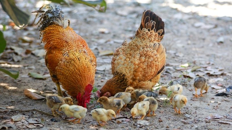 Dự báo và nhận định Dự báo và nhận định