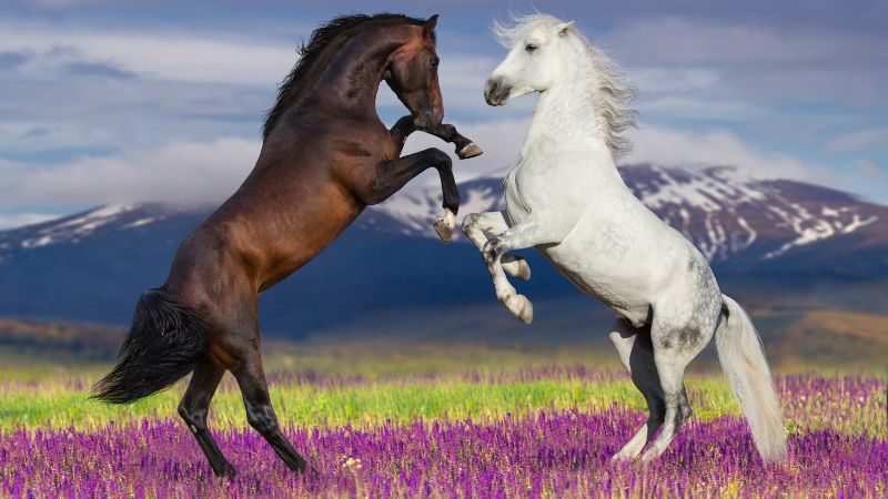 Vận hạn tuổi Ngọ 1990 năm 2025 nữ mạng