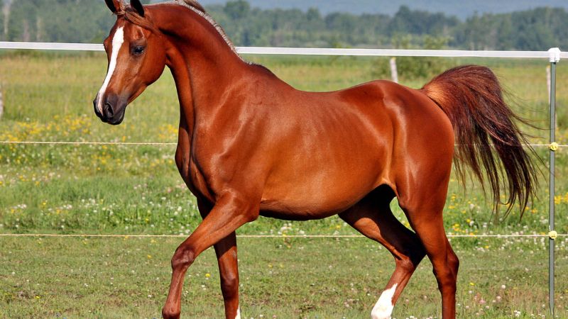 Tứ trụ tuổi Ngọ 1990 năm 2025 nữ mạng