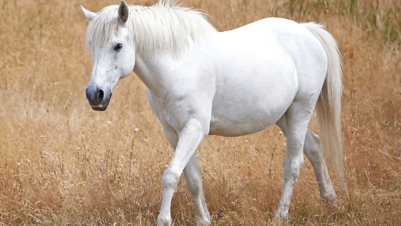 Phân tích chi tiết tử vi tuổi Ngọ 1990 năm 2025 nữ mạng