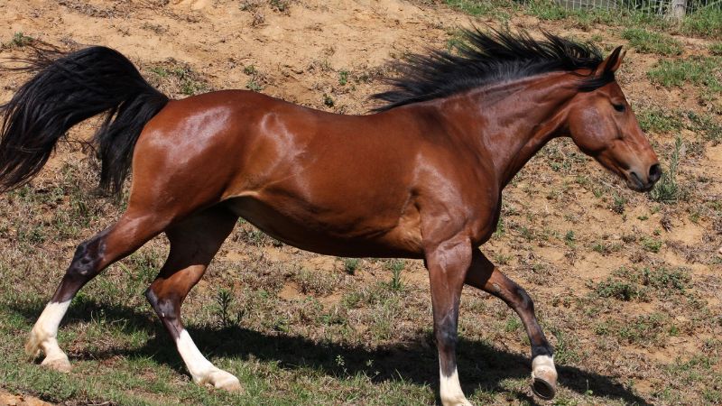 Tử vi tuổi Ngọ 1990 năm 2025 nữ mạng theo tháng