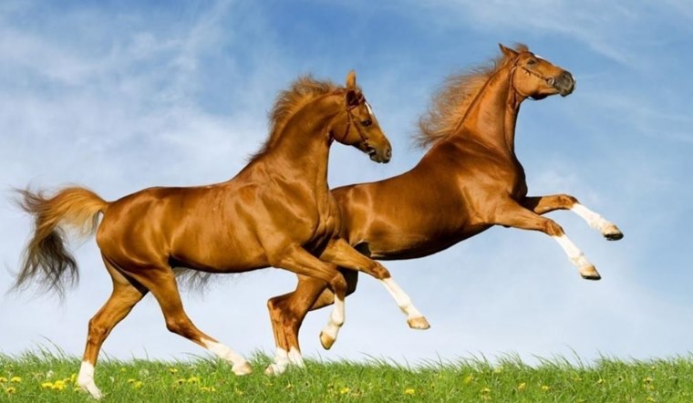 Chi tiết tử vi tuổi Ngọ 1990 năm 2025 nữ mạng không thể bỏ qua