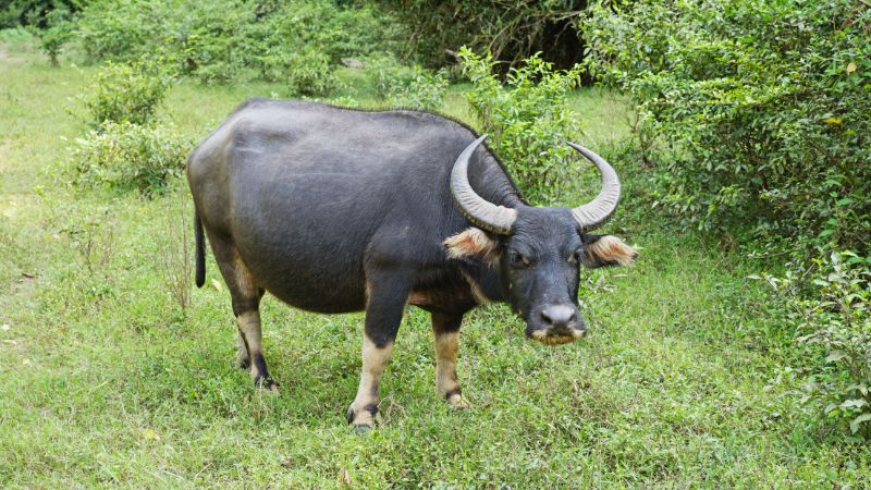 Vận hạn tuổi Ất Sửu năm 2025 nữ mạng