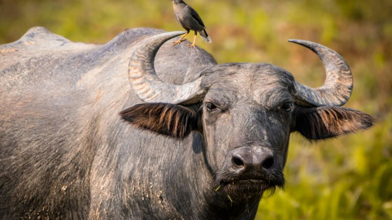 Tử vi tuổi Ất Sửu năm 2025 nữ mạng theo tháng