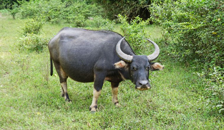 Xem tử vi tuổi Ất Sửu năm 2025 nữ mạng chi tiết