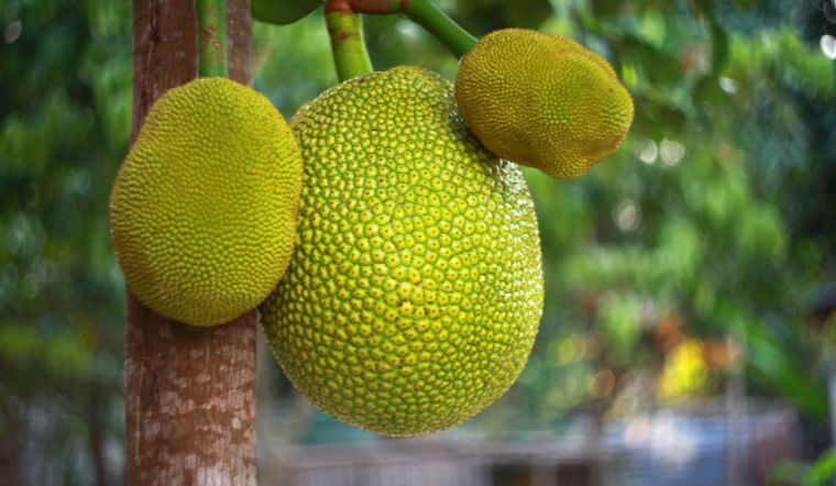 Giá mít Thái hôm nay 17/5/2025: Tiếp tục ổn định