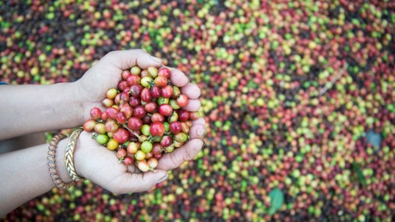 Nhận định về xu hướng giá cà phê trong thời gian tới