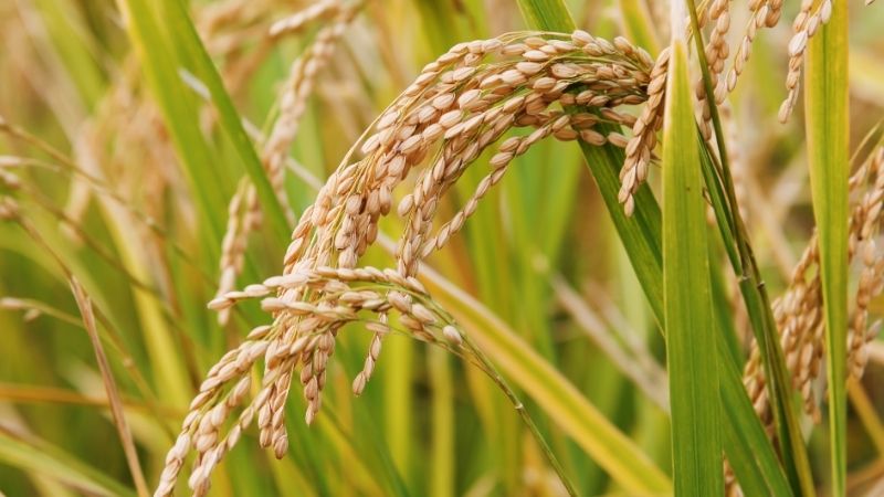Giá lúa gạo trong nước hôm nay 17/5/2025