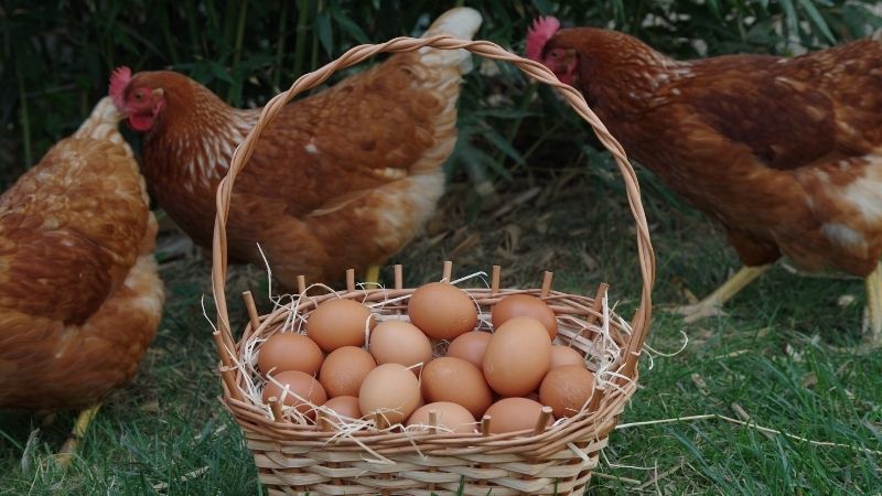 Dự báo và nhận định Dự báo và nhận định