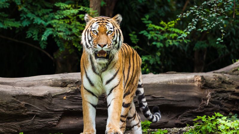 Sức khỏe tuổi Bính Dần năm 2025 nữ mạng Sức khỏe tuổi Bính Dần năm 2025 nữ mạng