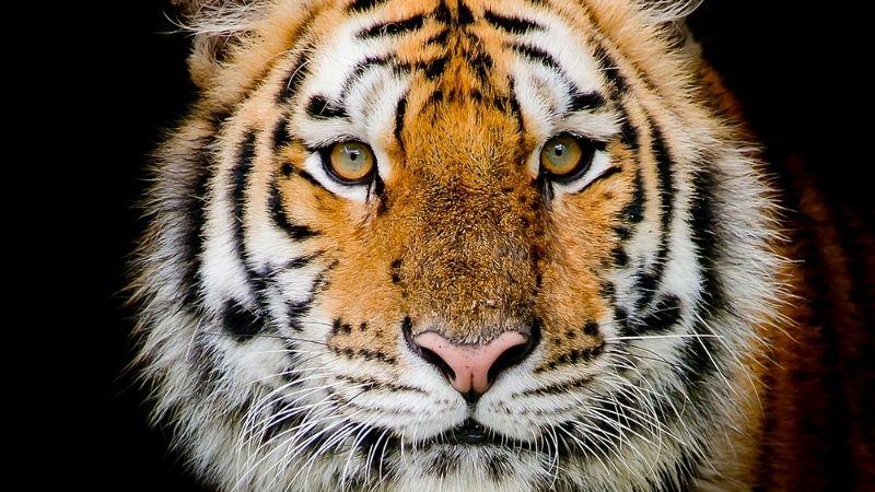 Tử vi tuổi Bính Dần năm 2025 nữ mạng theo tháng Tử vi tuổi Bính Dần năm 2025 nữ mạng theo tháng