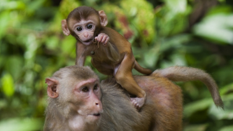 Tử vi tháng 5 âm lịch 2025 tuổi Thân Tử vi tháng 5 âm lịch 2025 tuổi Thân